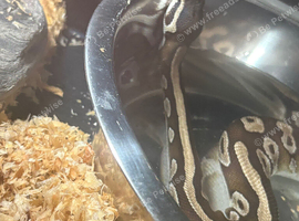 2 year old female Ball python for sale