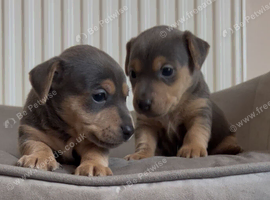 Blue and tan Jack Russell pups