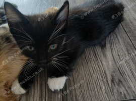 2 9 week old kittens looking for new homes
