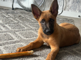 Belgian malinois