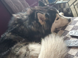 I have 5 cane corso crossed siberian huskys ready for there forever homes