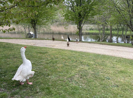 Offering a good home to any ducks (indian runner or other) in need...