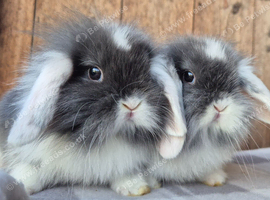 Mini lop baby boy and mini lion lop babys
