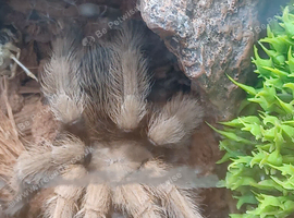 Desert blonde Juvenile Tarantula