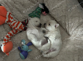Two gorgeous female Westie puppies