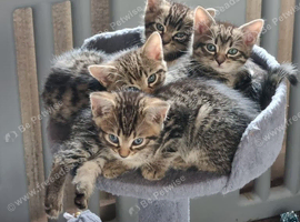 Bengal x kittens