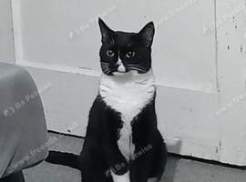 Black and white female cat