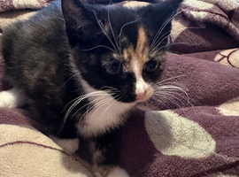 Kittens for sale