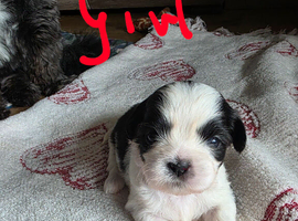 Puppy