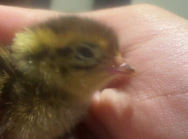 Bay quails for sale