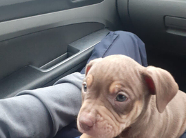 American bully x rottweiler