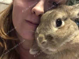 Sister bunnies to rehome. Friendly. Very loved