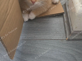 Male cat 9 weeks for sale