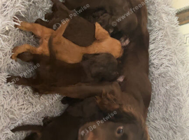 Beautiful cockapoo puppies