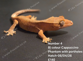 Cappuccino- Juvenile Crested Geckos with full Lineage