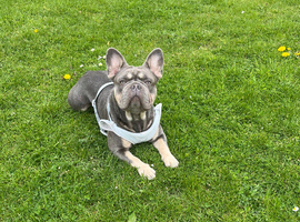 Male French Bulldog
