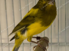 Canary and gold finches