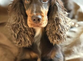 Show cocker spaniel choc and tan Kc reg
