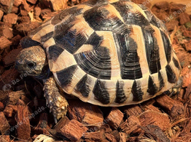 Herman&rsquo;s tortoise And set up stourbridge