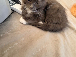 Last beautiful male kitten.