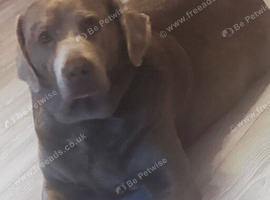 Kc registered & health tested silver Labrador