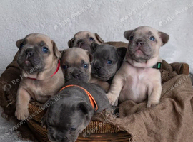 Gorgeous French Bulldog Puppies &ndash; Loving Homes