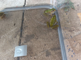 European marsh frog