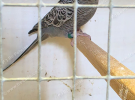 Beautiful Blackface/Blackwings budgies