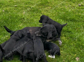 Labrador cross cocker spaniel puppies.