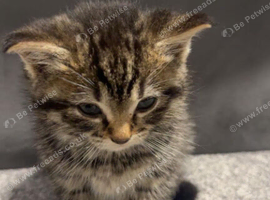 Kitten
