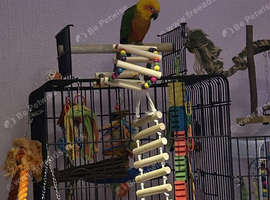 Jenday conure