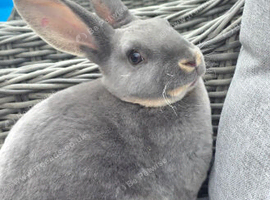 Mini rex looking for new homes.