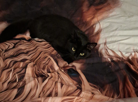 Gorgeous Nova 1 year old