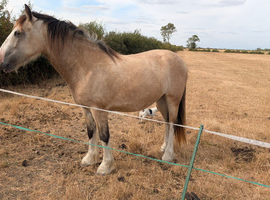 Stunning 2 year old filly