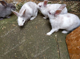 Mini rex baby girls