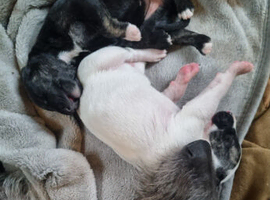 Deerhound Lurcher puppies
