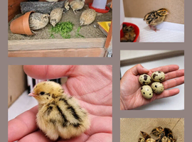 Coturnix Quail Chicks