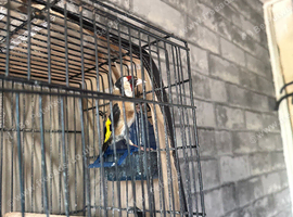 Male Goldfinch I paid &pound;200 few months ago only want &pound;70 for him very good bird