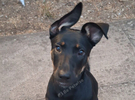 Belgian Mali x German shepherd