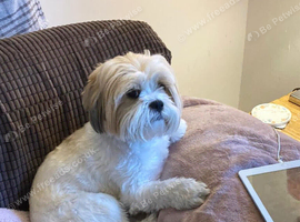 Lhasa Apso fur baby for an experienced family
