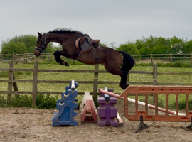 15hh 4yr old mare
