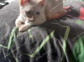 Male ragdolls cross