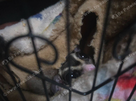 Sugar glider pair for sale