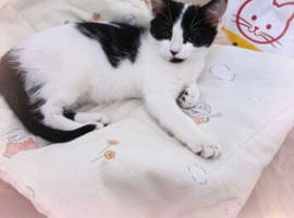 Tuxedo kittken