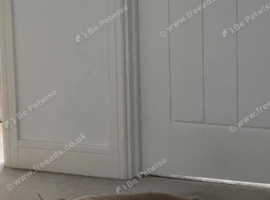 Rehoming needed French Bulldog Male