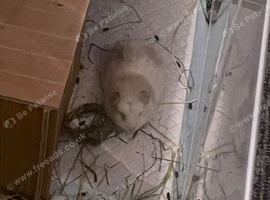 White Female guinea pig need gone asap as lonely
