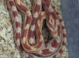 Baby amel corn snake with or without faunarium