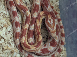 Baby amel corn snake with or without setup