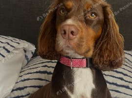 Kc registered Cocker spaniel puppies