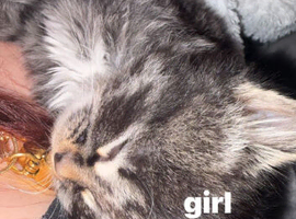 Kittens